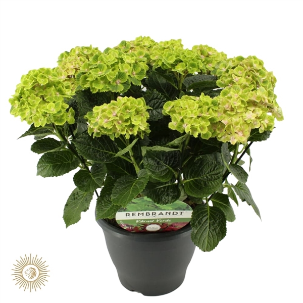 Hydrangea Rembrandt Vibrant Verde (Hortensia) (23VibrantVerd) - FloraXchange