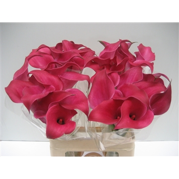 zantedeschia Royal Princess 60