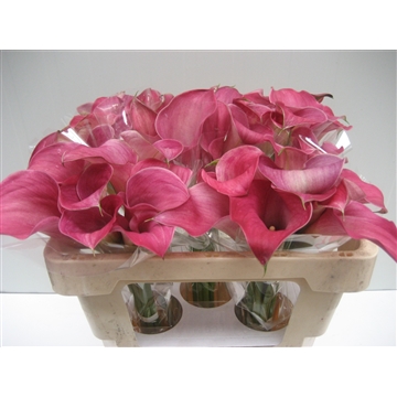Zantedeschia Captain romance 50