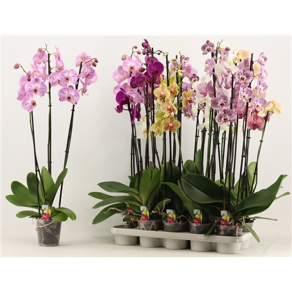 Phalaenopsis 3 Tak A2 Lang P3t80a2 Floraxchange