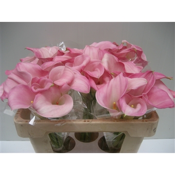 Zantedeschia Captain Alma 50