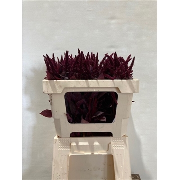 amaranthus 50