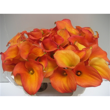 Zantedeschia Orange Tycoon 50