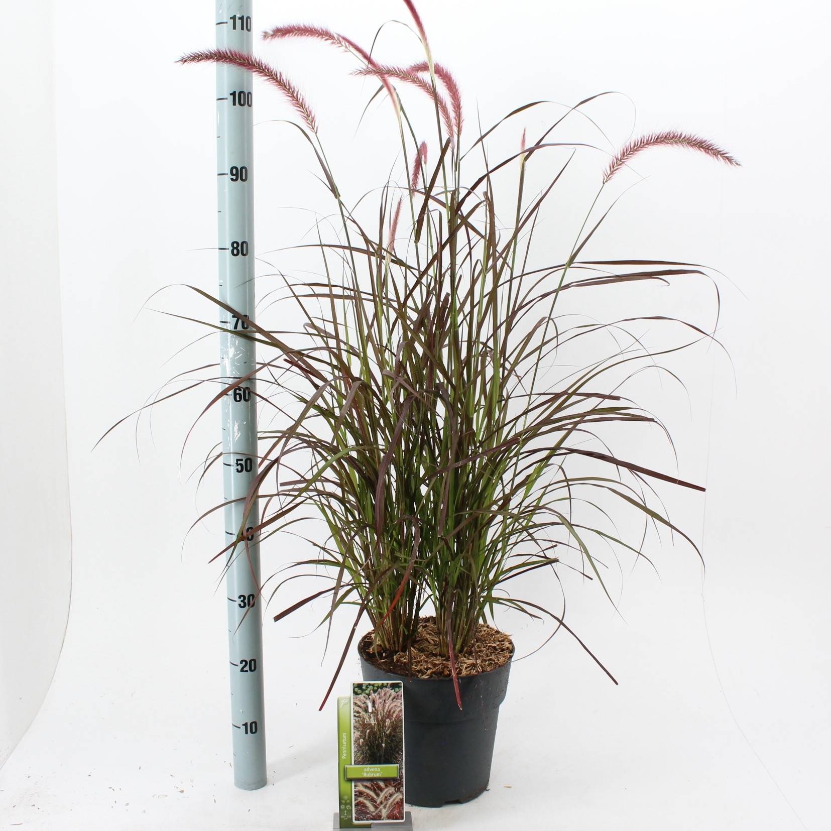 Pennisetum Setaceum Rubrum Pesrubp Floraxchange