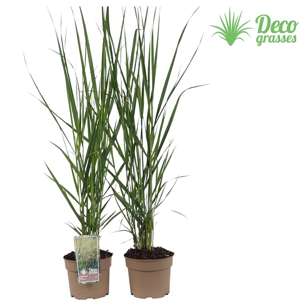 Panicum virgatum 'Thundercloud' (pavith) - FloraXchange