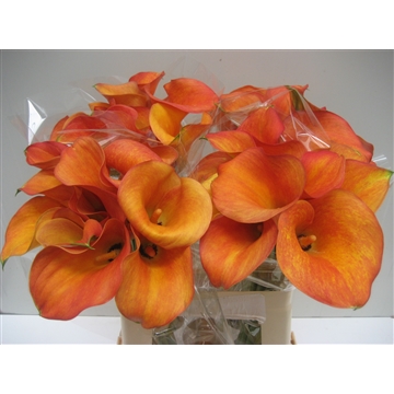 Zantedeschia Orange Tycoon 60