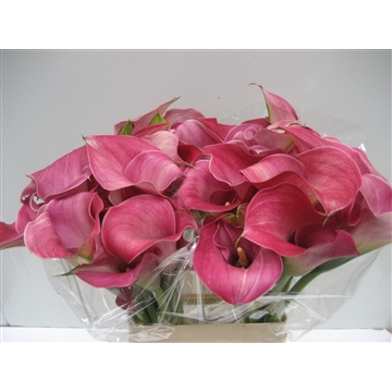 Zantedeschia Captain Romance 620