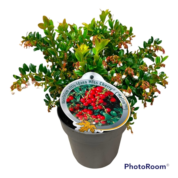 Vaccinium Vit. Miss Cherry (029010) - FloraXchange