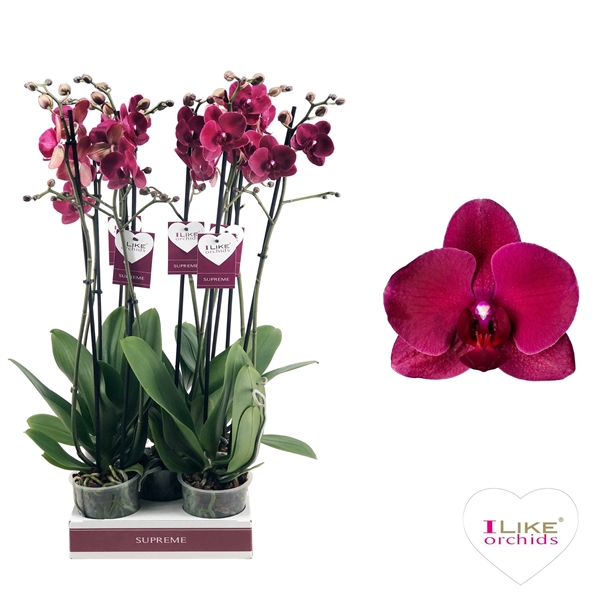 Vanda Orchid Sundana Pink Sprinkles are perfect for wedding flower arrangements!