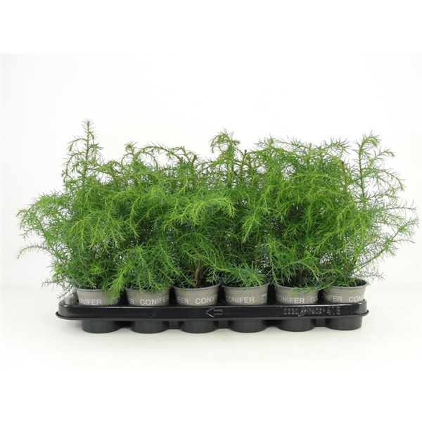 Cryptomeria japonica 'Elegans Viridis' (CRJAEVI091101) - FloraXchange