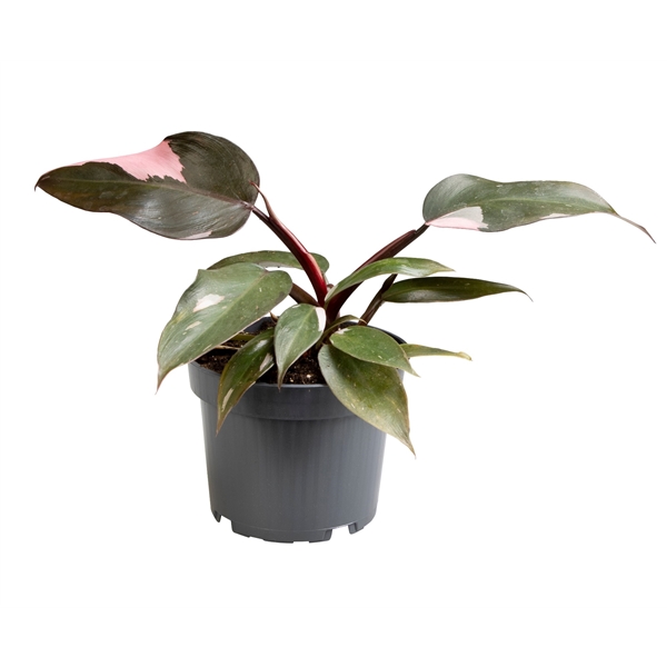 Philodendron Pink Princess 12 cm (590412) - FloraXchange