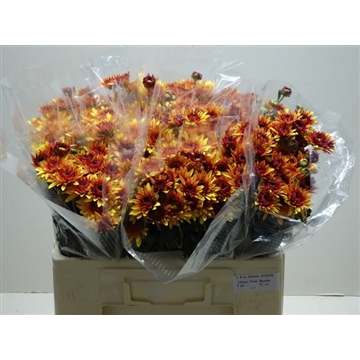 Chr. Beppie Bronze Bunde