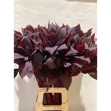 Amaranthus 80 scherm