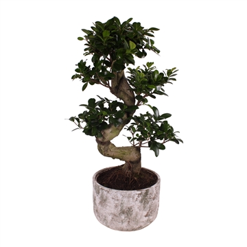 Ficus m. Ginseng S-Shape &#248;22cm in &#248;25cm Deep Forest N&#186;266