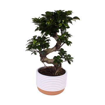 Ficus m. Ginseng &#248;20cm in &#248;23cm Crispy Clean N&#186;268