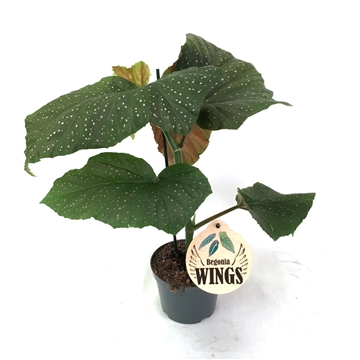 Begonia WINGS Corallina (634) - FloraXchange