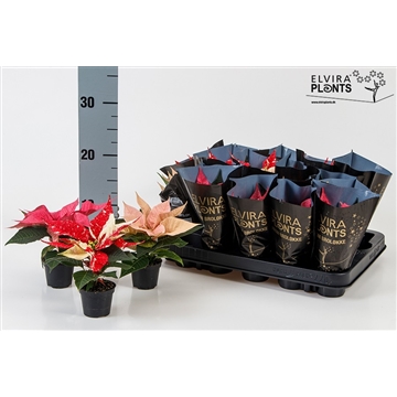 Euphorbia pulcherrima mix Cinnamon /Suprise/Pink