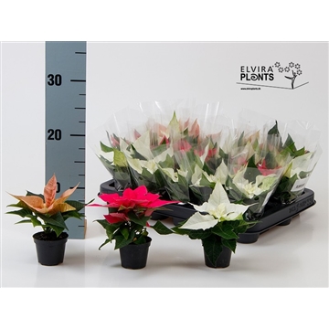 Euphorbia mix Cinnamon Fellings, Pink and White Princettia