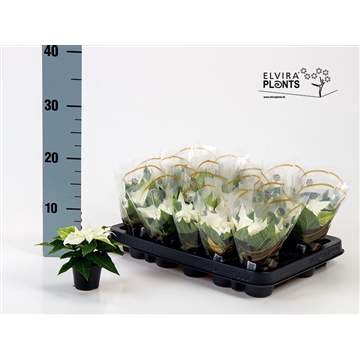 Euphorbia Pulcherrima Princettia Pearl