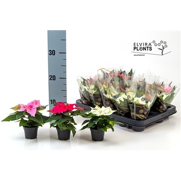 Euphorbia pulcherrima mix Princettia White, Pink and Light Pink