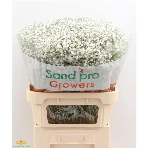 GYPS PA XLENCE (a84a3f6acddb6) FloraXchange