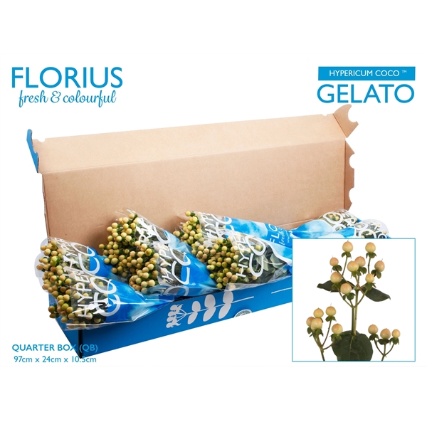 Hypericum Coco Gelato 70cm