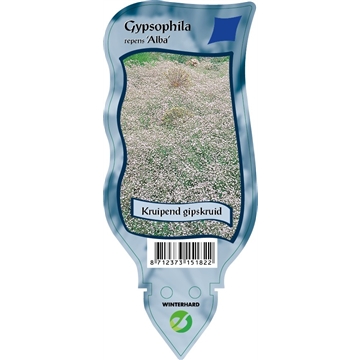 Gypsophila repens &#39;Alba&#39;