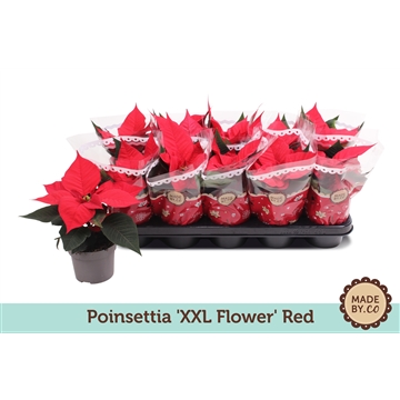 Euph. Poinsettia Red XXL Flower
