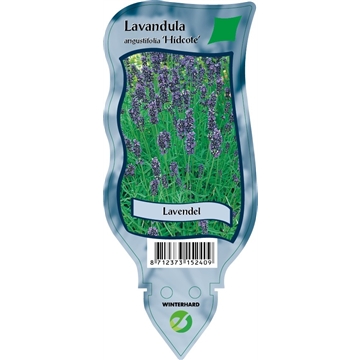 Lavandula angustifolia &#39;Hidcote Compact&#39;