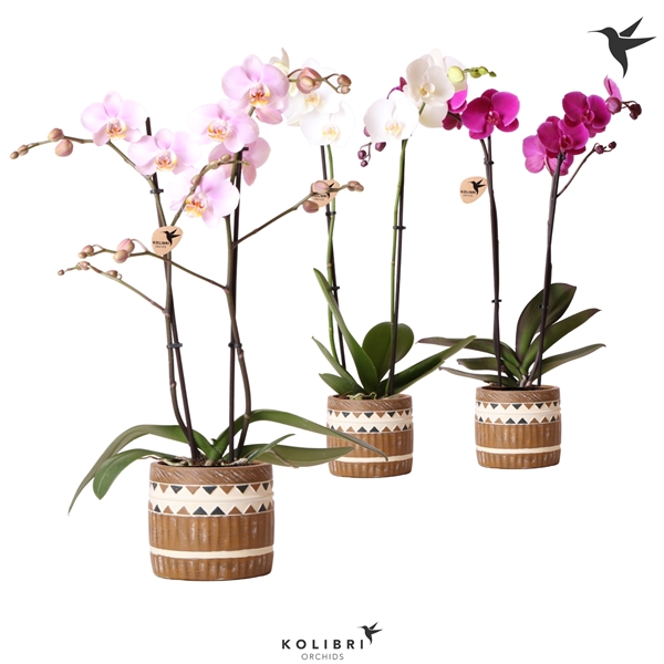 Kolibri Orchids Phalaenopsis Spike In African Drum Floraxchange