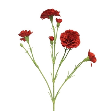 ZIJDE DIANTHUS CHARLY RED 62 CM