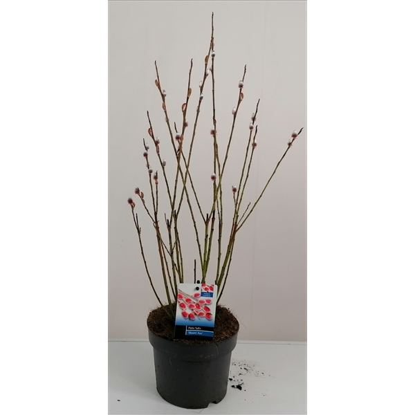 Salix Mount Aso bush p17 (ASOBUSH) - FloraXchange