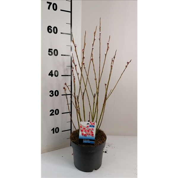 Salix Mount Aso bush p17 (ASOBUSH) - FloraXchange
