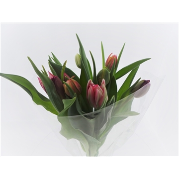 Bouquet Tulips Double (in plastic)