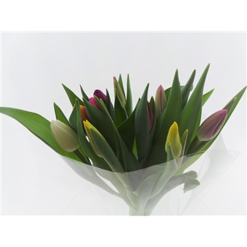 Bouquet Tulips (in plastic)