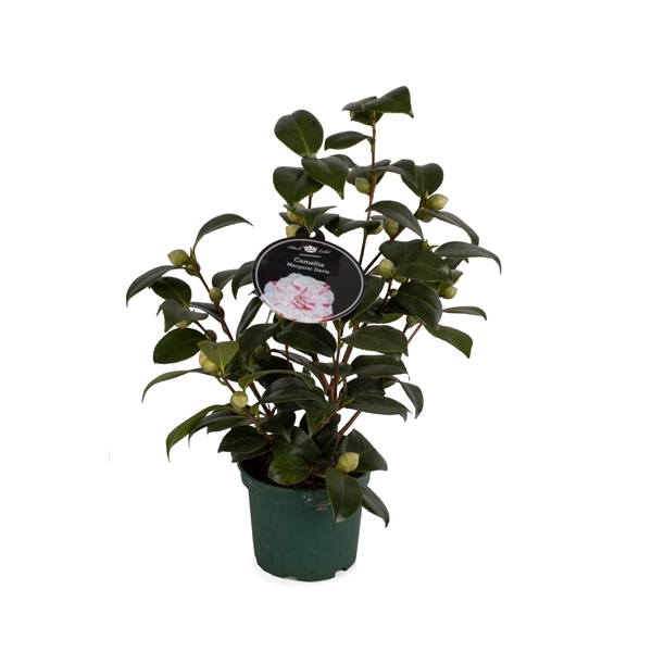 Camellia Bicolor (CAM15BIC) - FloraXchange