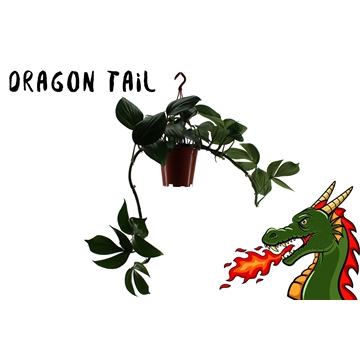 Epipremnum Dragon Tail