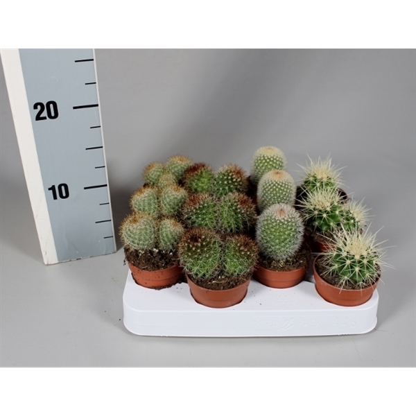 Лист кактуса 6. Cactus gemengd. Gemengd Showdoos Кактус. Novicactus. Cactus 006r01461.