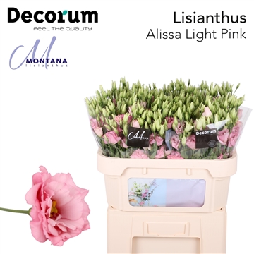 Lisianthus Alissa light pink 60cm