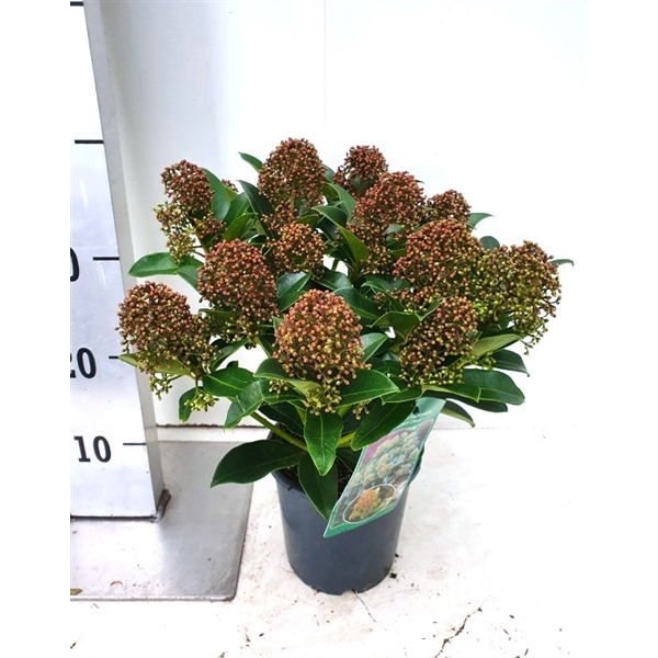 Skimmia jap. ‘Fragrant Cloud’ - P15 XL (skjfcP1510+) - FloraXchange