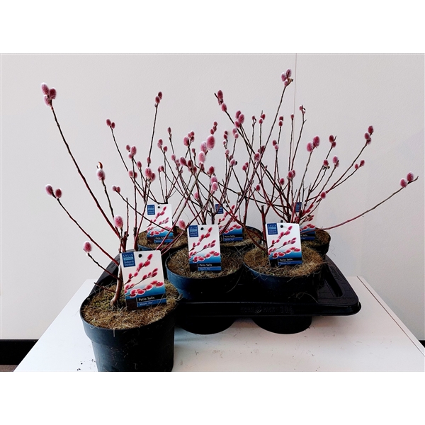 Salix Mount Aso bush p17 (ASOBUSH) - FloraXchange