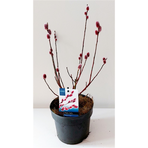 Salix Mount Aso bush p17 (ASOBUSH) - FloraXchange