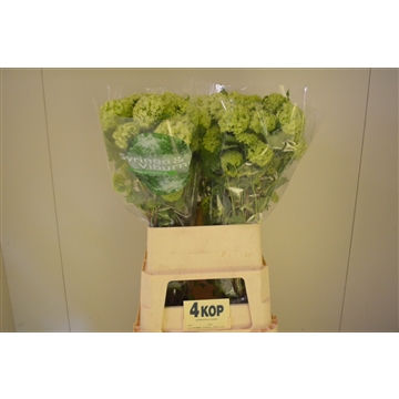 Viburnum 90 4 kop