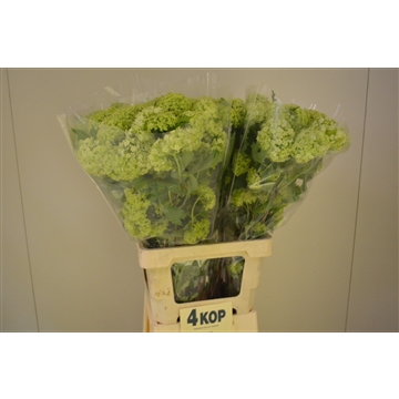 Viburnum 70 4 kop