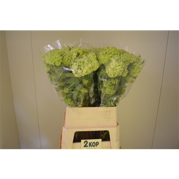 Viburnum 90 2 kop