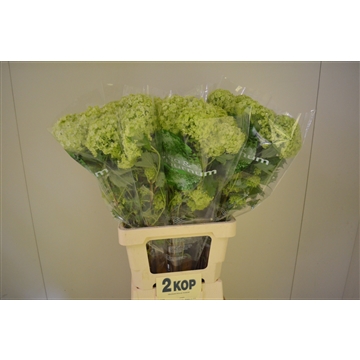 Viburnum 70 2 kop