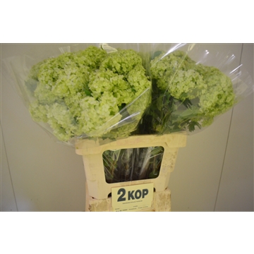 Viburnum 60 2 kop
