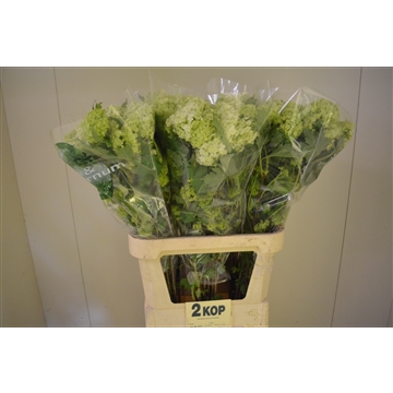Viburnum 2 kop 90 A2