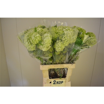 Viburnum 70 2 kop A2