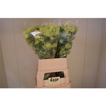 Viburnum 4 kop A2